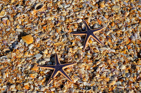 close-up photo of two brown-and-black starfish thumbnail