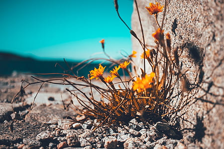 Yellow Petaled Flower Besides Brown Stone thumbnail