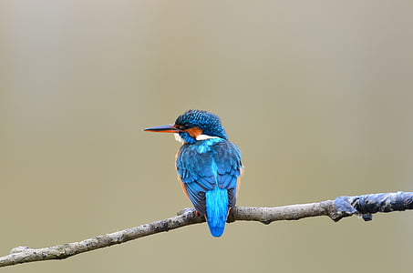 blue long beak bird on tree branch thumbnail