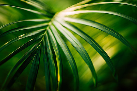 closeup photo of leaf thumbnail