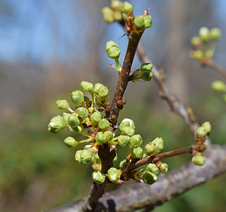 Cherry Blossom Buds, Showing White thumbnail
