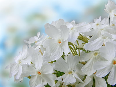white petaled flowers thumbnail