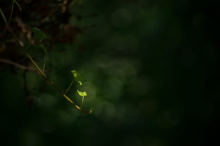 tilt-shift lens photo of green leaves in brand thumbnail