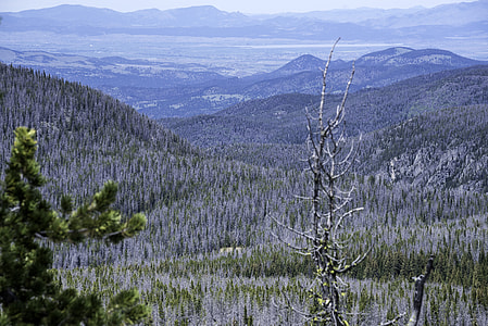 Trees and Mountain Landscape forest at Elkhorn Mountains thumbnail