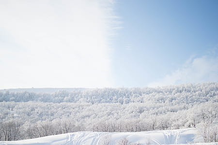 snowed-cover leafed trees thumbnail
