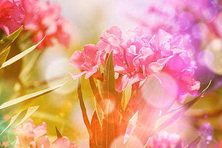 pink flowers thumbnail
