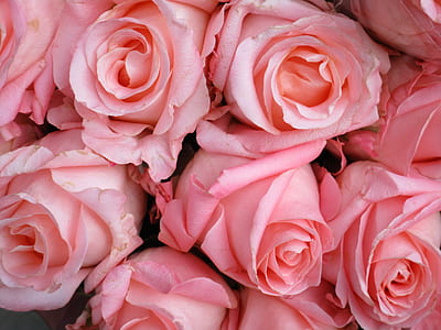 pink roses thumbnail