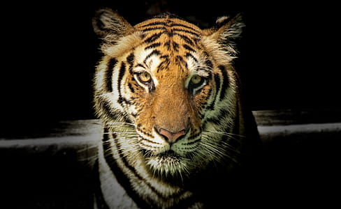Wildlife Photography of Tiger thumbnail