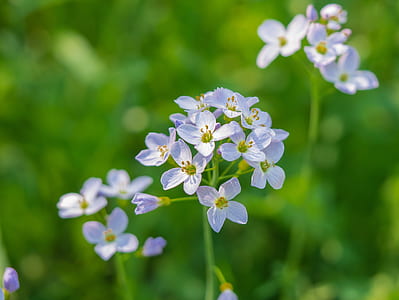 blue flowers thumbnail
