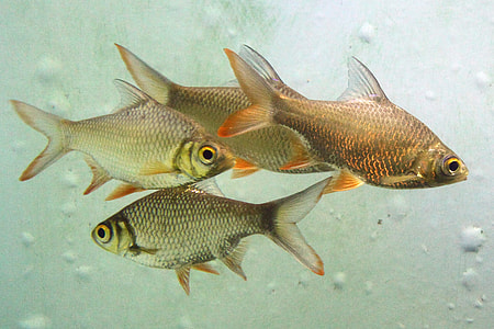 four brown-and-gray gray fish thumbnail