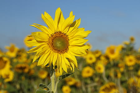 meadow Sunflowers thumbnail