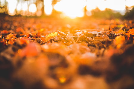 brown dried leaves on ground thumbnail