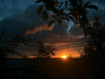 silhouette of plants during sunset thumbnail