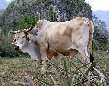 brown and white cattle on green grass field during daytime thumbnail