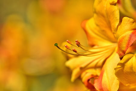 selective focus photo of blooming yellow flowers thumbnail