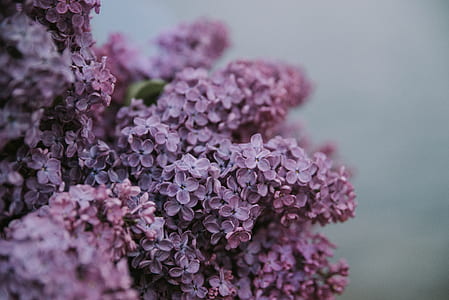 closeup photography of red petaled clustered flower thumbnail