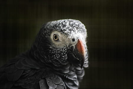 black and gray bird closeup photography thumbnail