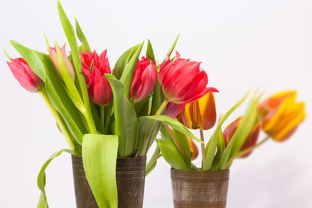 red and yellow tulips in bloom selective focus photography thumbnail