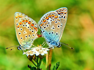 orange and blue butterflies thumbnail