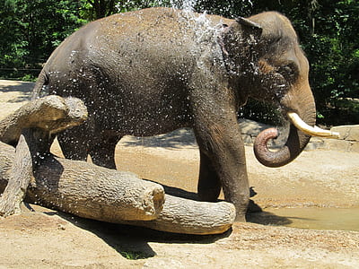water splashing on elephant thumbnail