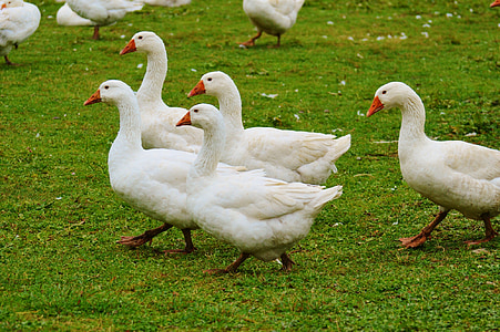 flock of white geese running on the field thumbnail