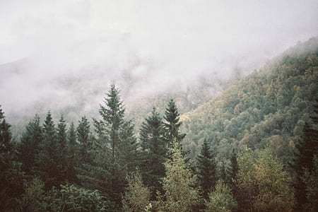 white fog on forest landscape thumbnail