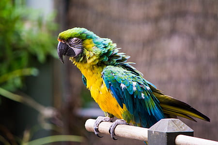 shallow focus photography of blue and yellow macaw thumbnail
