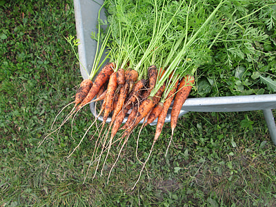 carrots on gray container thumbnail