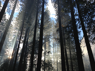 low-angle photo of silhouette trees under gray clouds with blue sky thumbnail