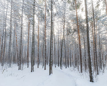 brown and green trees surrounded snow at daytime thumbnail
