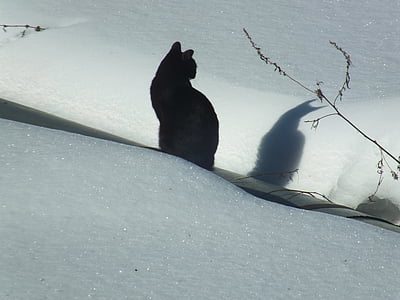 black cat sitting on snow thumbnail