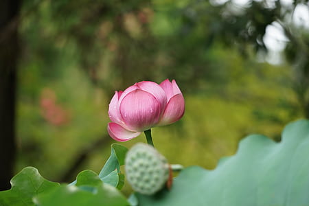 selective focus photo of pink lotus flower thumbnail