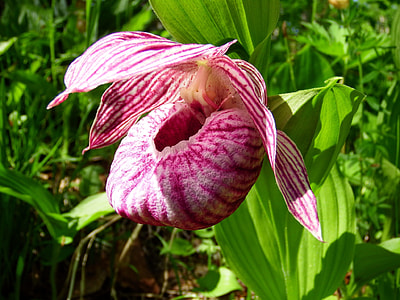 The Lady'S Slipper Large-Flowered thumbnail