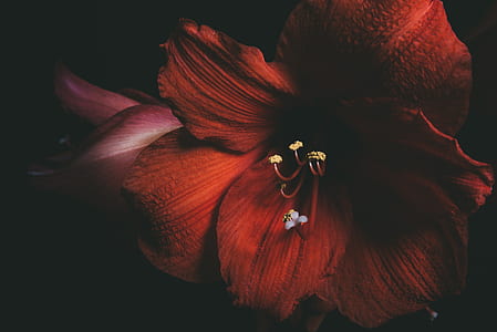 photography of red flower thumbnail