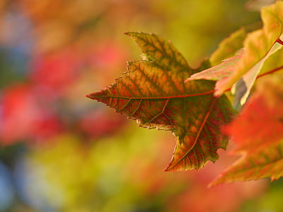 focus photo of dried maple leaf thumbnail