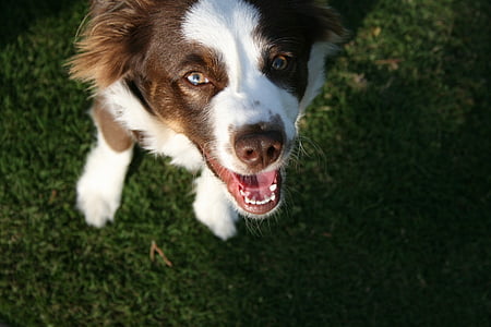 short-coated white tan dog looking upward standing on ground thumbnail