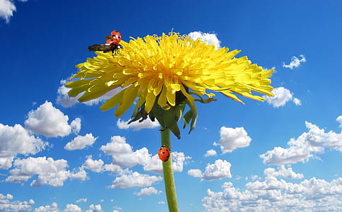 red ladybug on yellow petaled flower under cloudy blue sky during daytime thumbnail