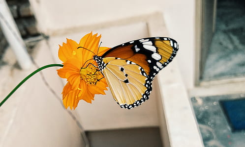 Shallow Focus Photography of Brown Black and Yellow Butterfly on Yellow Flower thumbnail