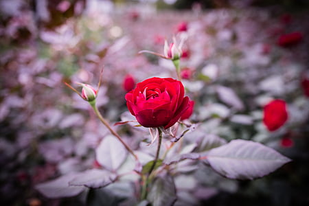 tilt shift focus photography of red rose flower in bloom thumbnail