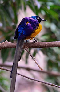 purple and yellow bird perching on tree thumbnail