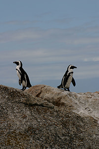 two white and black penguins thumbnail