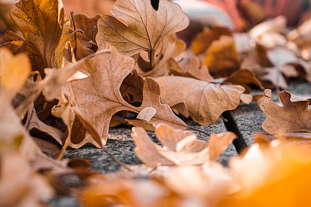 macro photography of dried maple leaves thumbnail