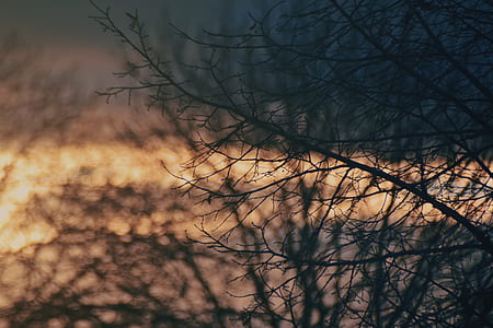 tree, woodland, forest, sunset thumbnail