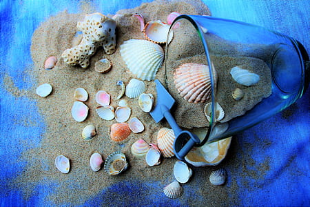 assorted seashells on brown sand thumbnail