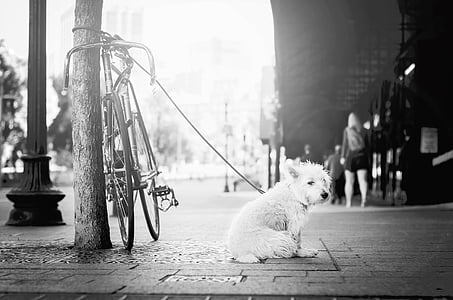 grayscale photography of white dog thumbnail