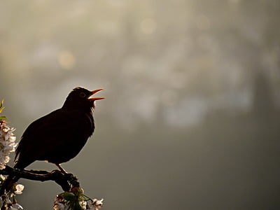 black bird perch on tree branch thumbnail