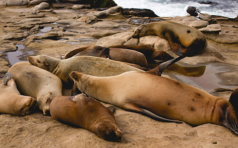 group of sleeping sea lions on sand thumbnail
