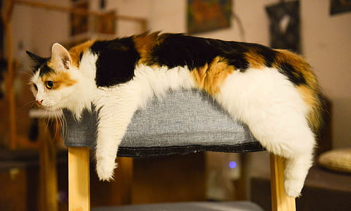 White, Brown, and Black Med Coated Cat Laying on Gray Ottoman thumbnail
