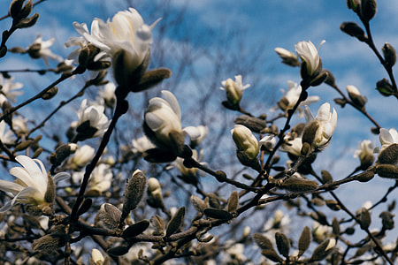 White magnolia flowers thumbnail