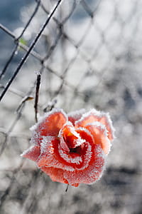 Frozen flower thumbnail